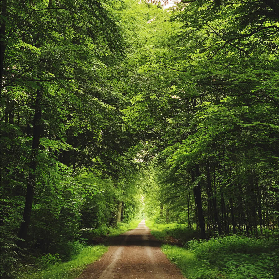 Floresta